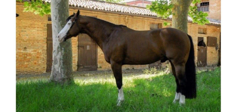 Arriva in Italia uno stallone ‘divo del cinema’, Yankee Gun 2