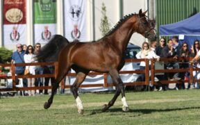 Covid-19: cancellata la 52^ Mostra Nazionale del Cavallo ma ad ottobre...