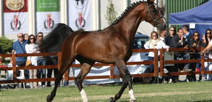 Covid-19: cancellata la 52^ Mostra Nazionale del Cavallo ma ad ottobre...