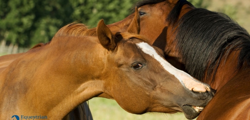 Etologia: a proposito del grooming reciproco