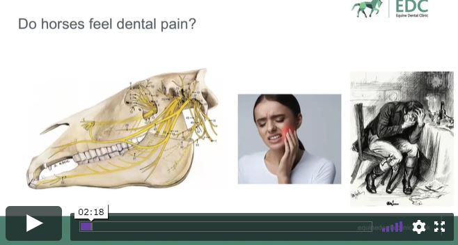 La New Zealand Veterinary Association divulga gratuitamente video sull'odontoiatria equina