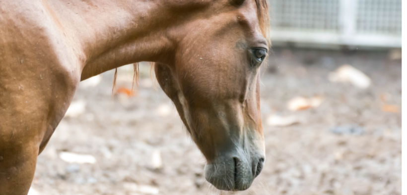 Lo sapevate che il cavallo che non sta bene cerca di nascondere il suo malessere fisico?