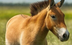 Nasce un clone dall'antico cavallo di Przewalski, specie in via di estinzione