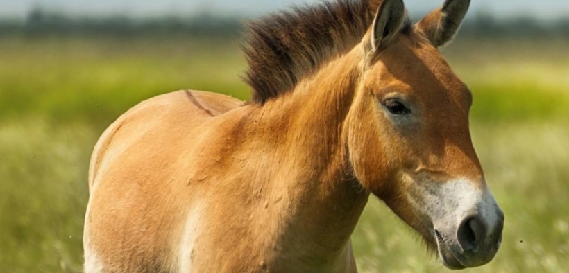 Nasce un clone dall'antico cavallo di Przewalski, specie in via di estinzione
