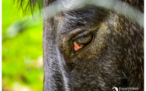 Premio FISE “HorsEmotions” 2020: invio delle opere entro il 27 settembre 1