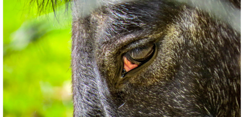 Premio FISE “HorsEmotions” 2020: invio delle opere entro il 27 settembre 1