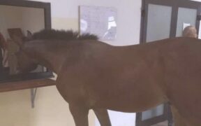 [Video] Un cavallo allo sportello del Comune di Gioia Tauro (RC)