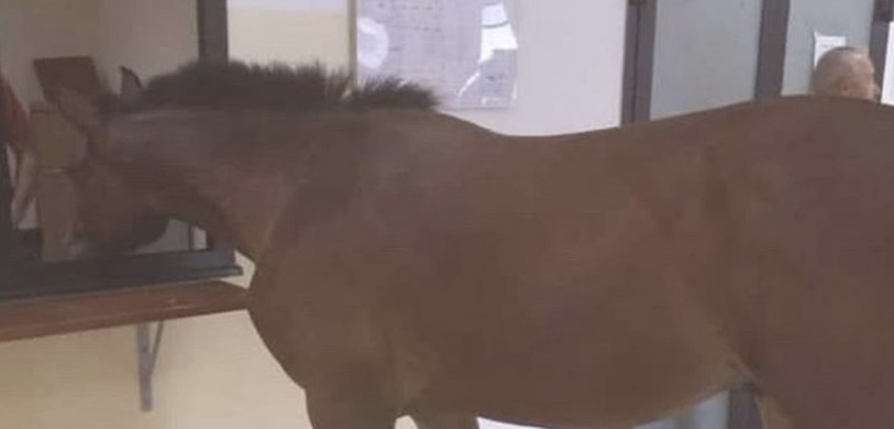 [Video] Un cavallo allo sportello del Comune di Gioia Tauro (RC)