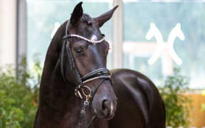 Giovani Hannover sul mercato, per il 2020, ne abbiamo? Yesss!