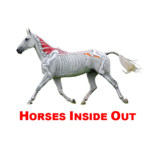 Novità in libreria: "Conoscere i movimenti del cavallo" di Gillian Higgins 3