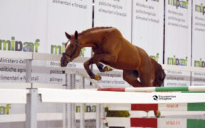 Verona, Finali Circuito Allevatoriale 2020: dal 15 ottobre iscrizioni aperte