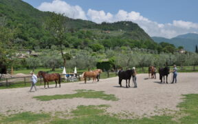 Crescere come persona, crescere con il cavallo: al via un progetto formativo in Trentino