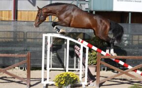 Finale Circuito allevatoriale 2020, ecco tutti i vincitori