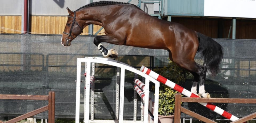 Finale Circuito allevatoriale 2020, ecco tutti i vincitori