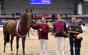 Körung of Holstein, trionfa Vidago 1