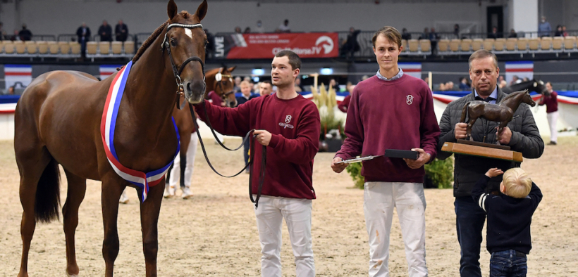 Körung of Holstein, trionfa Vidago 1