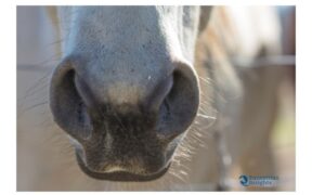 Regole FEI: dal 2021 attenti alle tosature