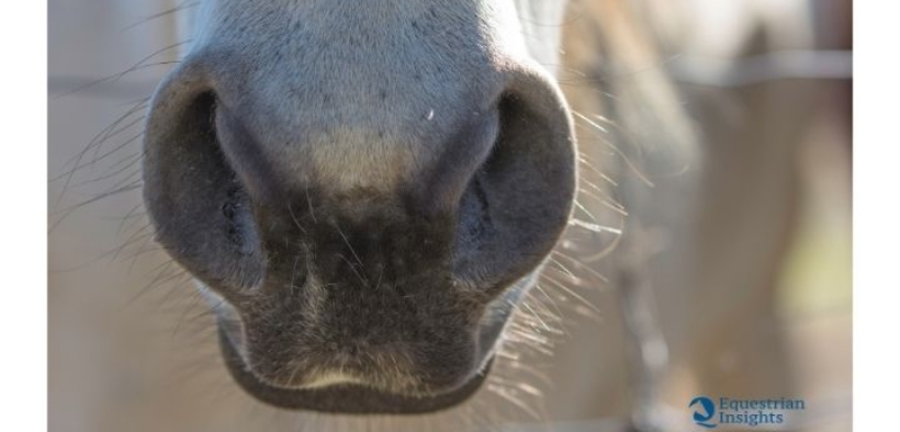 Regole FEI: dal 2021 attenti alle tosature