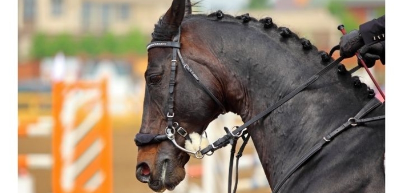 Vendite e cambi di sella: come e quanto influiscono sul cavallo sportivo?