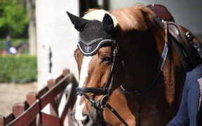 Vendo cavalli, seguo allievi, faccio il cavaliere... 1