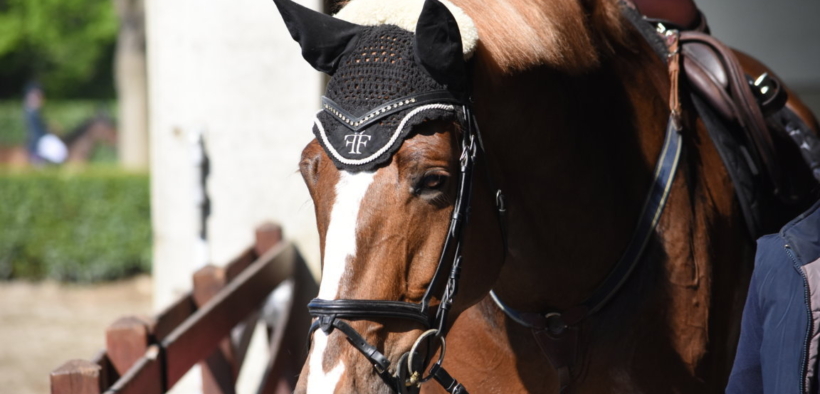 Vendo cavalli, seguo allievi, faccio il cavaliere... 1