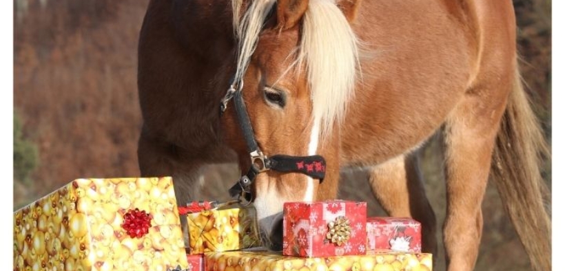 7 cose che i cavalli desiderano per Natale