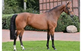 Asta Schokemhöle: 1,6 milioni di euro per una figlia di London