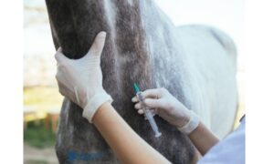 Cavalli dopati con farmaci (rubati) e coca: intervengono i CC