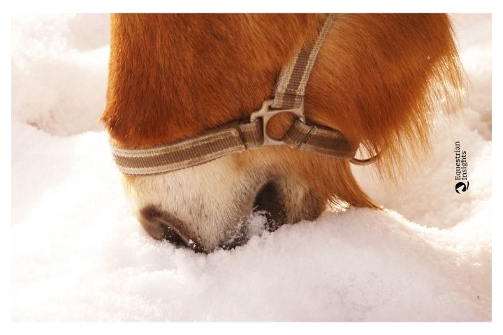 Idratazione dei cavalli in inverno: istruzioni per l'uso