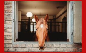 Lockdown festività: specifiche FISE sulle attività equestri consentite