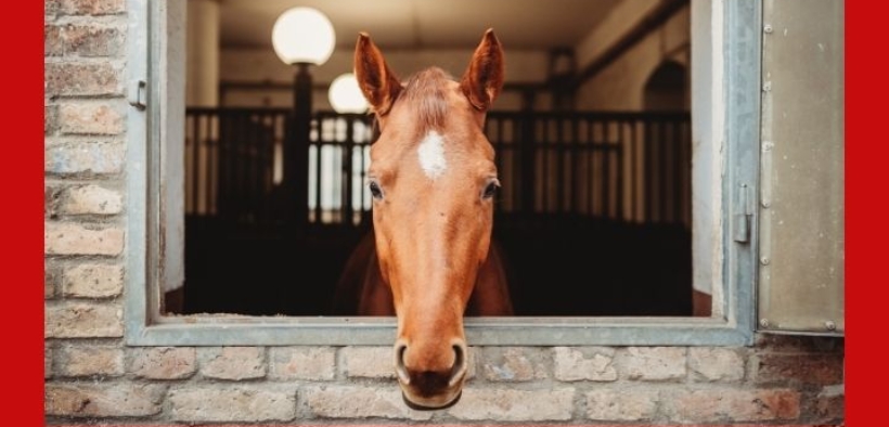 Lockdown festività: specifiche FISE sulle attività equestri consentite