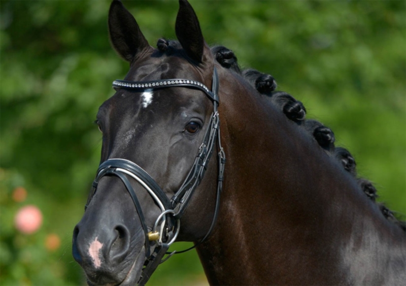 RIP Totilas, icona del dressage e non solo