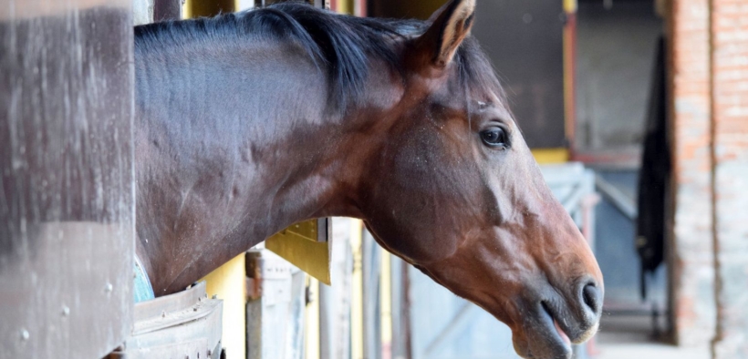 Sarà anche scontato ma... meglio stanno, più i cavalli performano