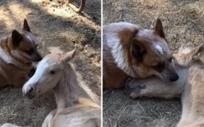 Storia di un'amicizia fra specie diverse