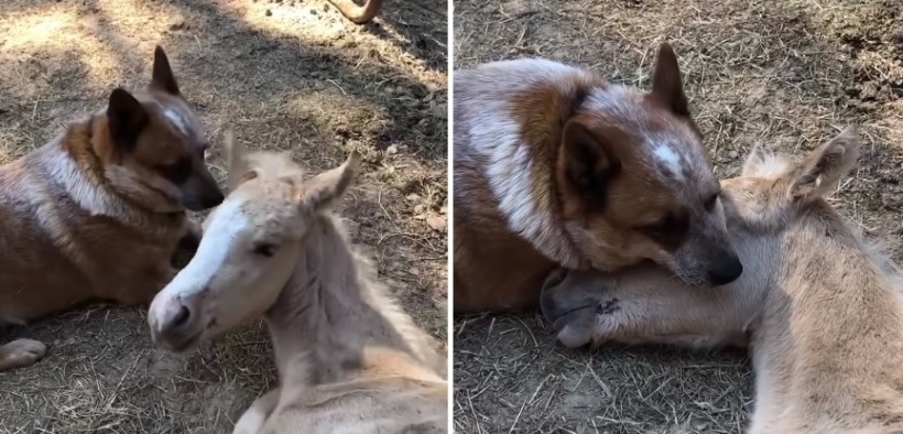 Storia di un'amicizia fra specie diverse