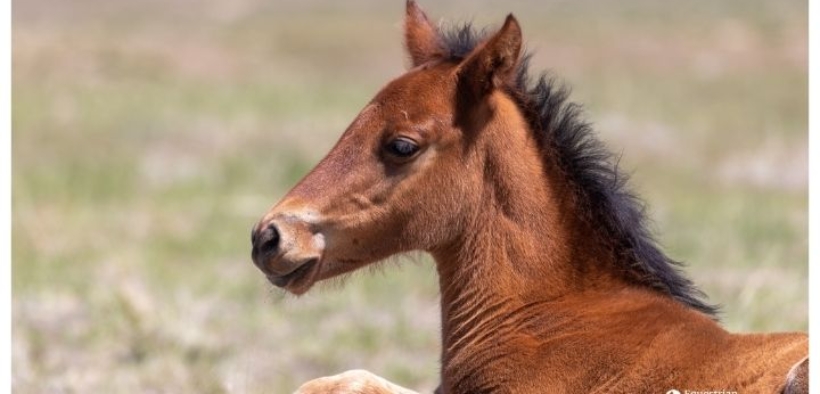 Allevamento: Hannover, numeri in calo