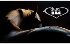 BAC Technology: tecnologia innovativa a servizio del cavallo sportivo