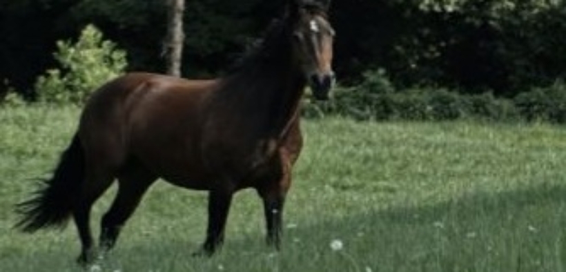 Fashion Film "Sonnet 116": protagonista il rapporto con il cavallo [video]