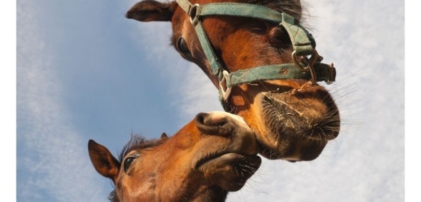 Francia: il punto sulla mutilazione dei cavalli