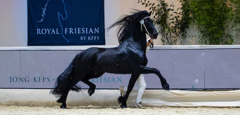 Frisoni che passione! Ecco il VIDEO dell'approvazione stalloni 2021