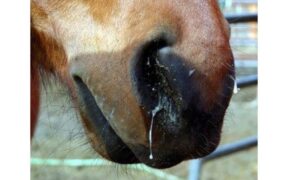 Herpes Virus / Rinopolmonite, come in Italia anche in Francia si richiama all'attenzione