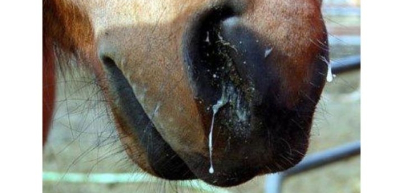 Herpes Virus / Rinopolmonite, come in Italia anche in Francia si richiama all'attenzione