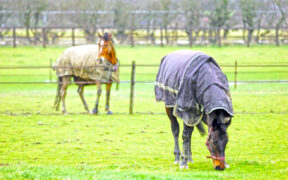 IHP cerca con urgenza una nuova sede per il centro di recupero