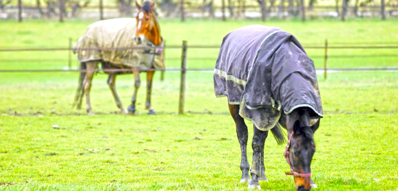 IHP cerca con urgenza una nuova sede per il centro di recupero