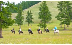 Il cavallo sporca in passeggiata? A Misano Adriatico multe per chi non raccoglie
