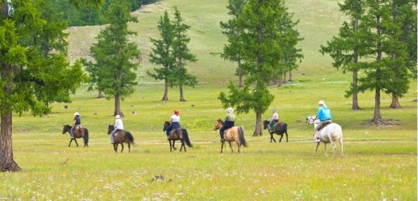 Il cavallo sporca in passeggiata? A Misano Adriatico multe per chi non raccoglie