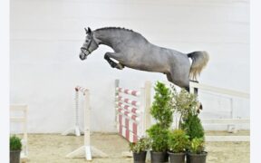 PS Online: 63mila euro per un figlio Cumano di quattro anni