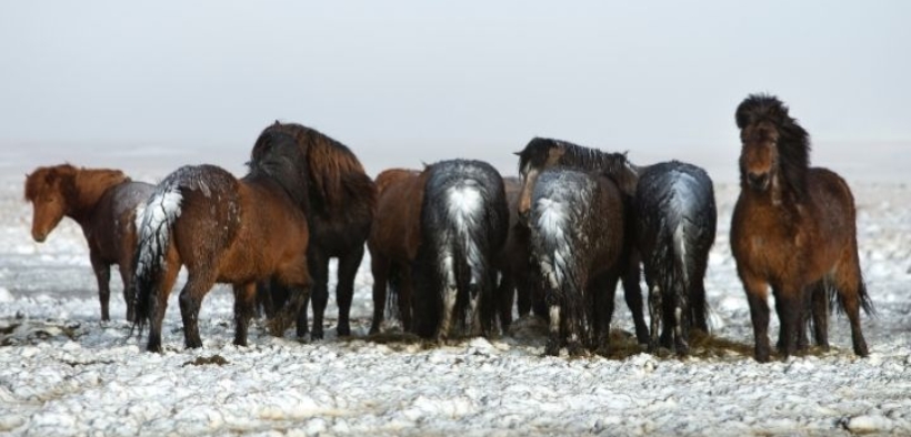 Ruolo dei branchi di cavalli nella lotta ai cambiamenti climatici: affascinante scoperta