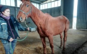 Salvate dalla macellazione 4 cavalle non destinate all'alimentazione