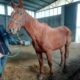 Salvate dalla macellazione 4 cavalle non destinate all'alimentazione